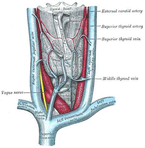 File:Thyroidgland.png