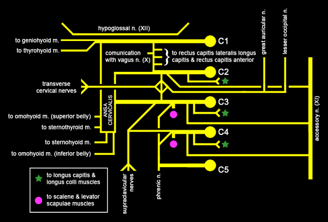 File:Cervical plexus.gif