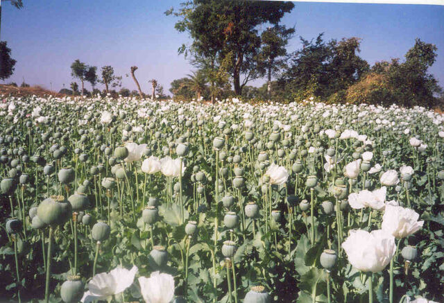 File:Malwapoppy.jpg