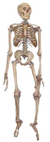 File:Skeleton2.jpg