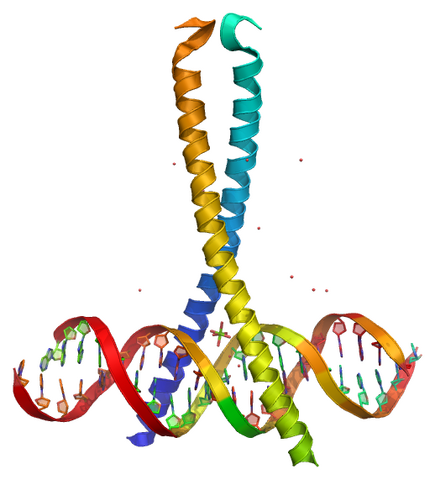 File:CREB.png