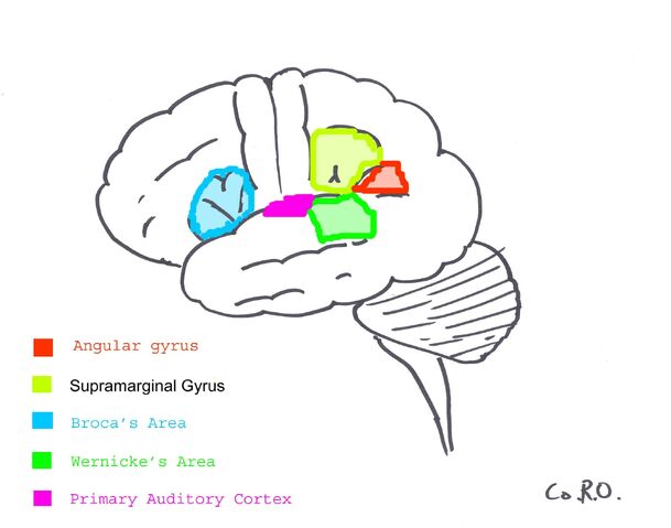 File:Surfacegyri.jpg