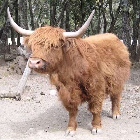 File:HighlandCow.01.jpg