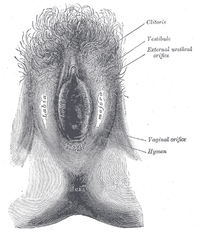 File:Gray1171.png