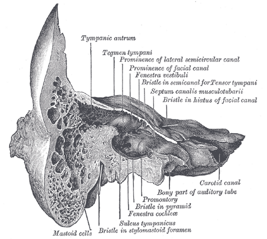 File:Gray913.png