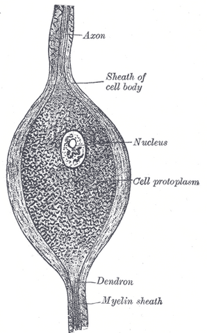 File:Gray625.png