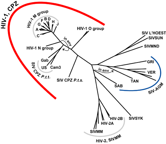 File:HIV-SIV-phylogenetic-tree.png