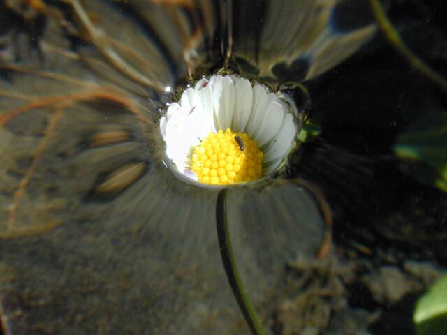 File:Dscn3156-daisy-water 1200x900.jpg