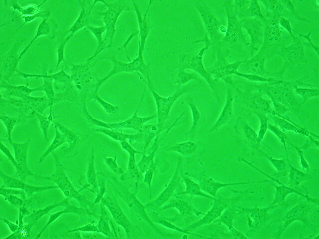 File:Mouse Embryo Fibroblasts.jpg