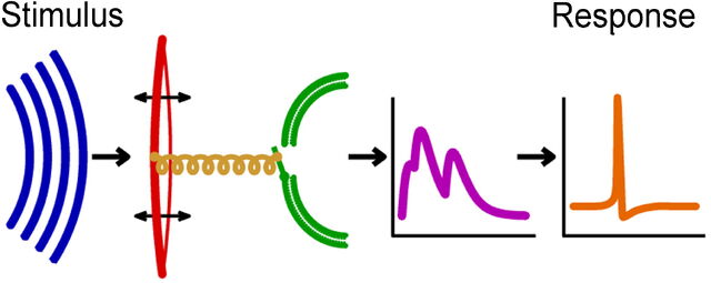 File:Processing of sound.jpg