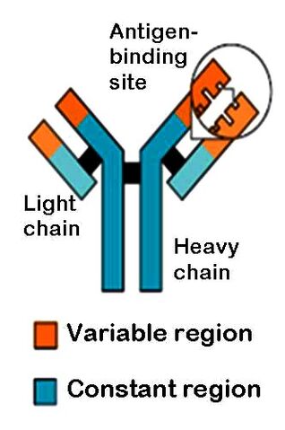 File:Antibody.jpg