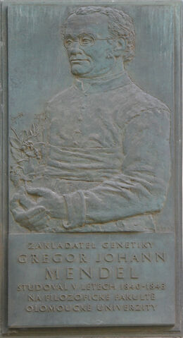 File:Gregor-Johann-Mendel-memorial-plaque.jpg