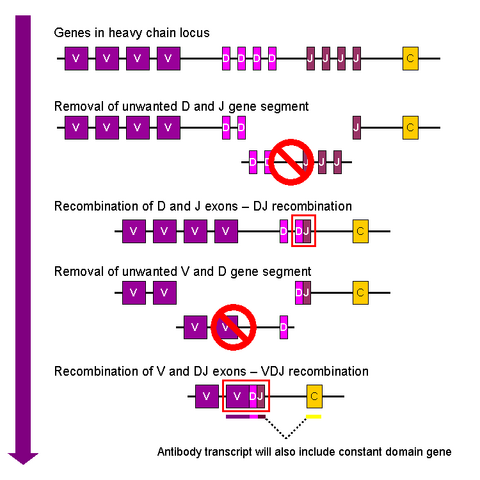 File:VDJ recombination.png