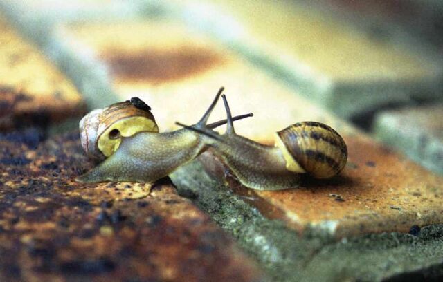 File:Kissingsnails.jpg