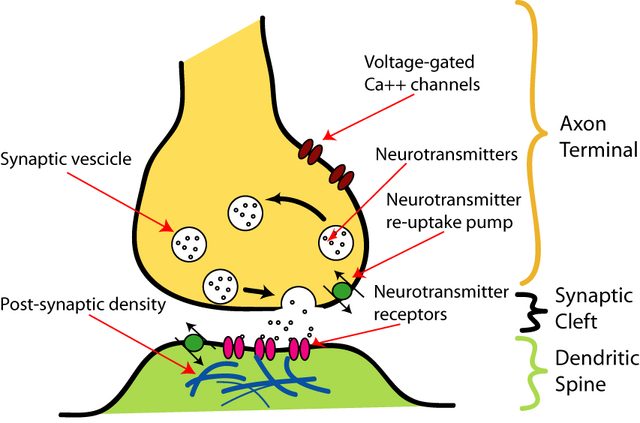 File:SynapseIllustration.png