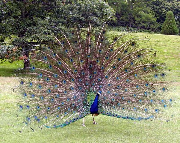 File:Peacock.displaying.better.800pix.jpg
