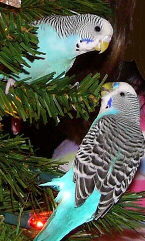 File:Blue Parakeets.jpg
