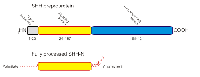 File:Shh processing.png