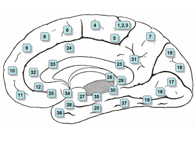 File:Gray727-Brodman.png