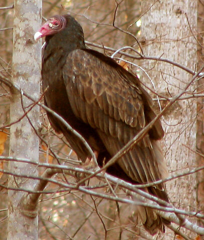 File:Turkey vulture profile.jpg