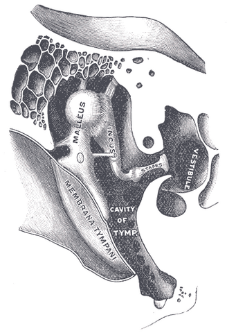 File:Gray919.png