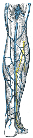 File:Gray582.png