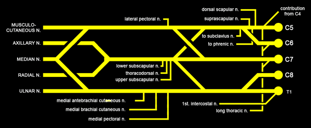 File:Brachial plexus.gif