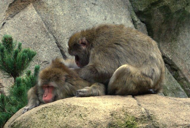 File:Japanese Macaques grooming.jpg