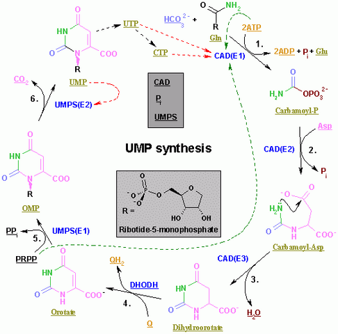 File:Nucleotides syn2.png