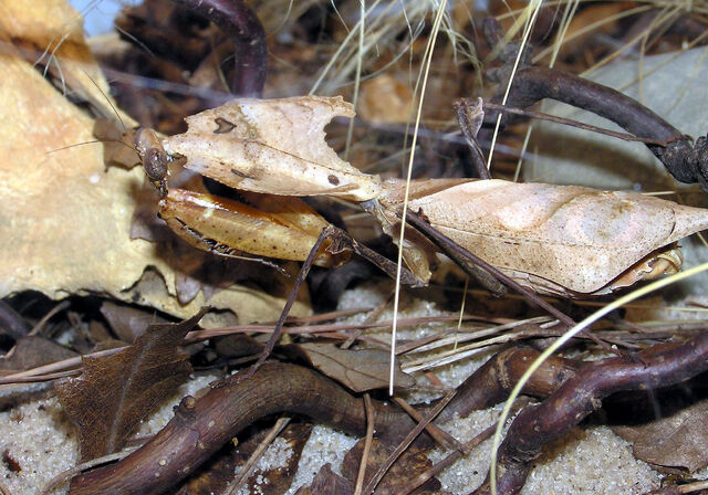 File:Bristol.zoo.dead.leaf.mantis.arp.jpg