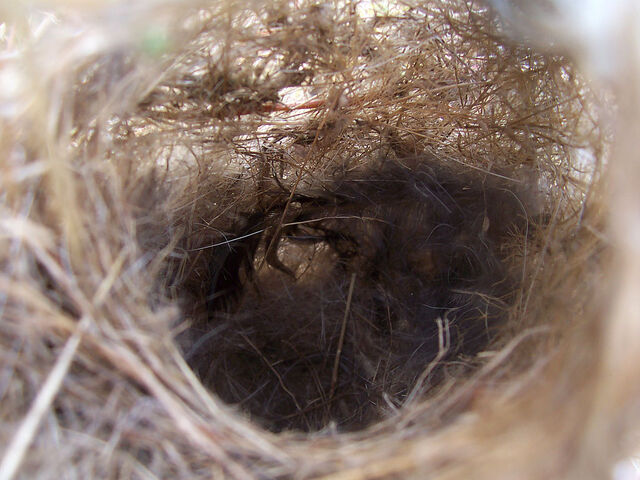 File:Inside a nest.jpg