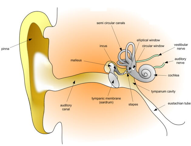 File:HumanEar.jpg