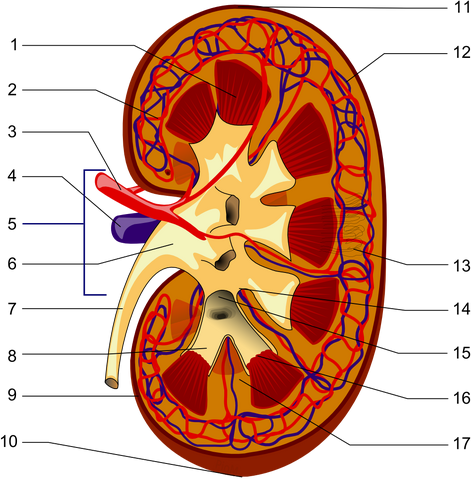 File:Kidney PioM.png