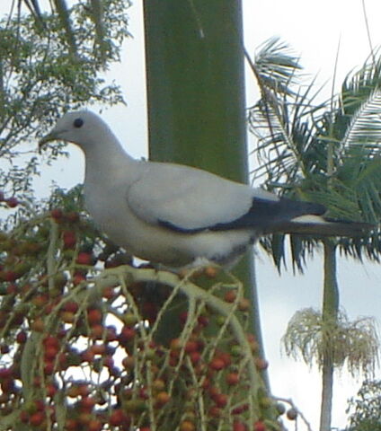 File:Pied Imperial Pigeon.jpg