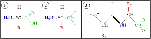 File:Amino acids 1.png