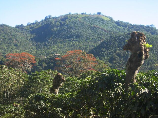 File:DirkvdM orosi coffee-trees.jpg