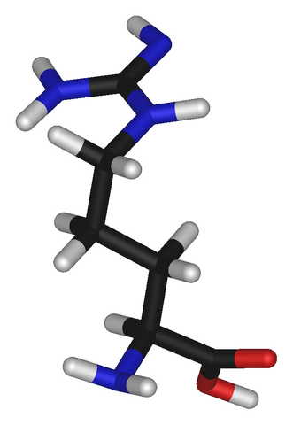 File:L-arginine-3D-sticks-(tall).png