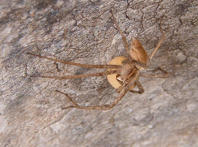 File:Spider egg sac.jpg