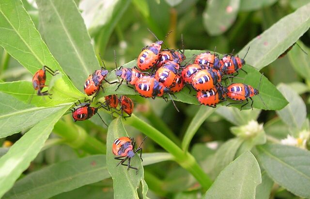 File:Bug aggregation.jpg