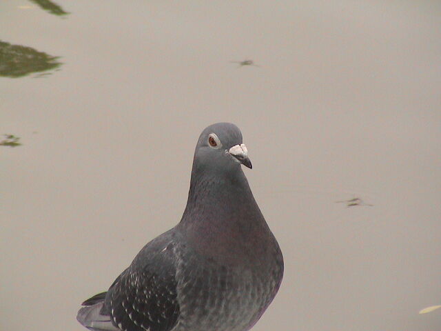 File:20020719041630 - Pigeon.jpg