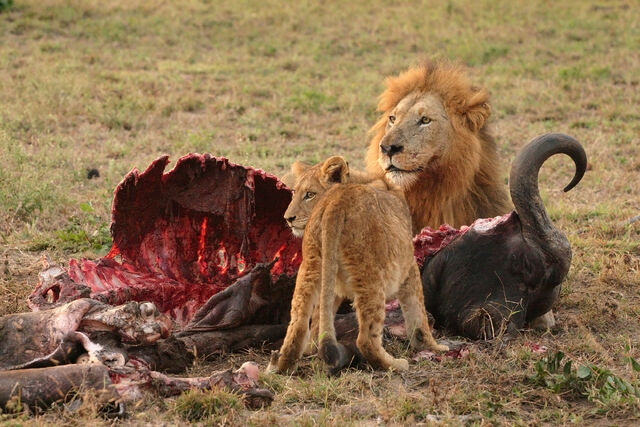 File:Male Lion and Cub Chitwa South Africa Luca Galuzzi 2004 edit1.jpg