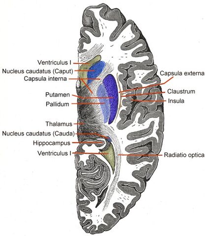 File:Telencephalon-Horiconatal.jpg
