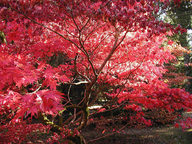 File:Autumn.westonbirt.750pix.jpg