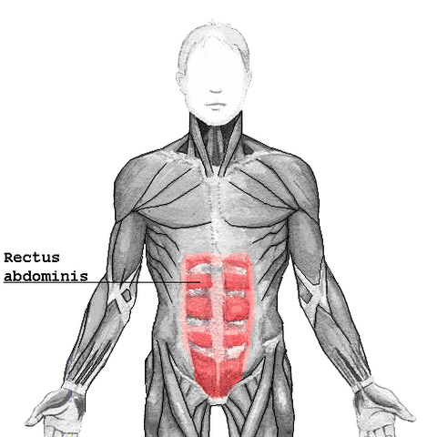 File:Rectus abdominis.png