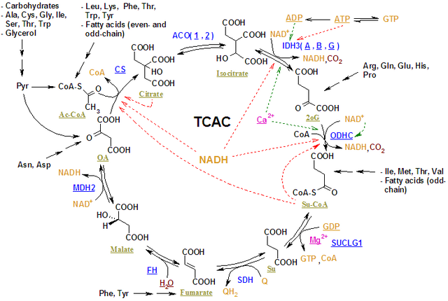 File:TCA reactions.png