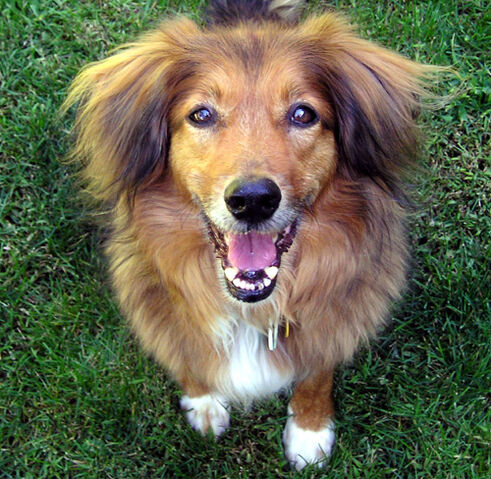File:MixedBreedFace1 wb.jpg