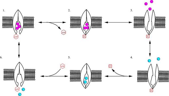 File:NaKpompe-cycle.jpg