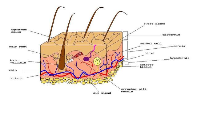 File:Diagram of human skin.jpg