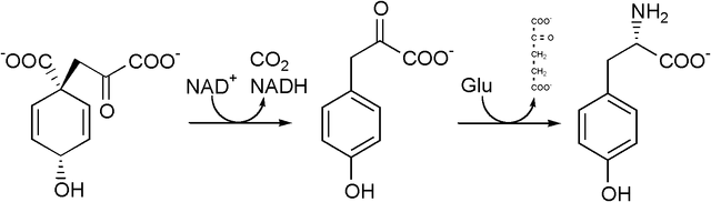 File:Tyrosine biosynthesis.png