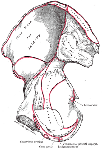 File:Gray236.png